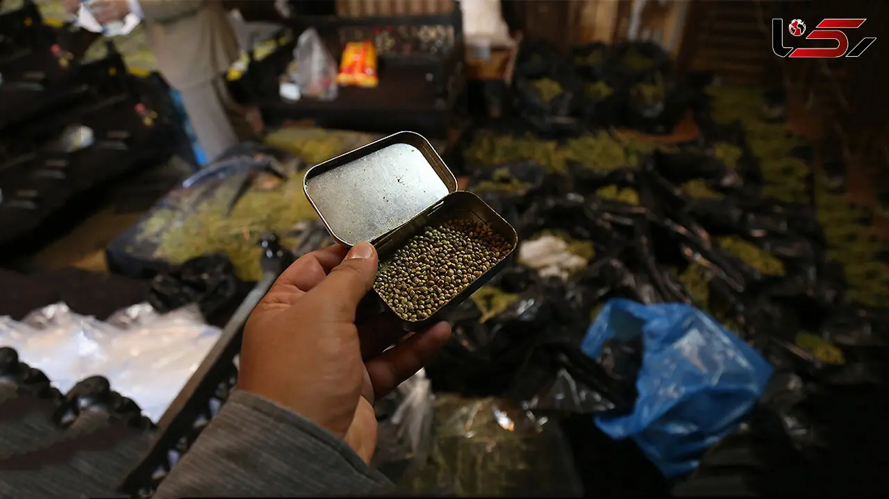  مزرعه «ماری‌جوانا» در پیشوا لو رفت! + جزییات