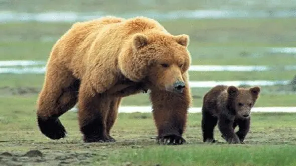فیلمی زیبا ازخرس قهوه‌ای و توله هایش در پارک ملی گلستان  