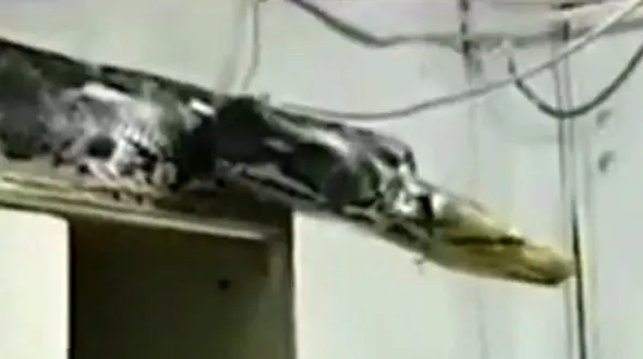 ورود مار بوآ اهالی خانه ای در گرگان را به وحشت انداخت