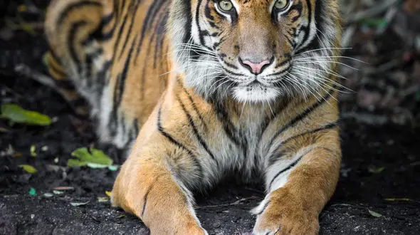 از جذابیت حیات وحش تا دقت ببر ها