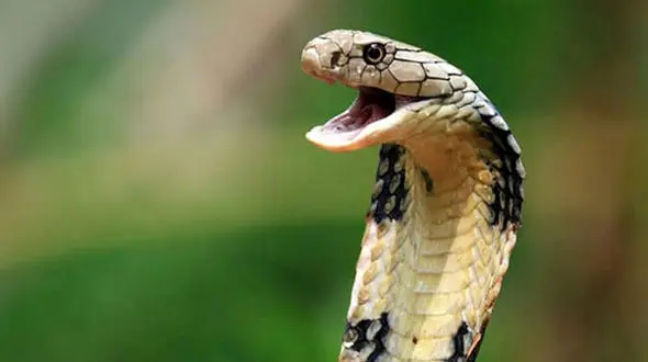 ببینید / پیدا شدن مار ۱۴ متری در اهواز/ حمل با بیل مکانیکی 