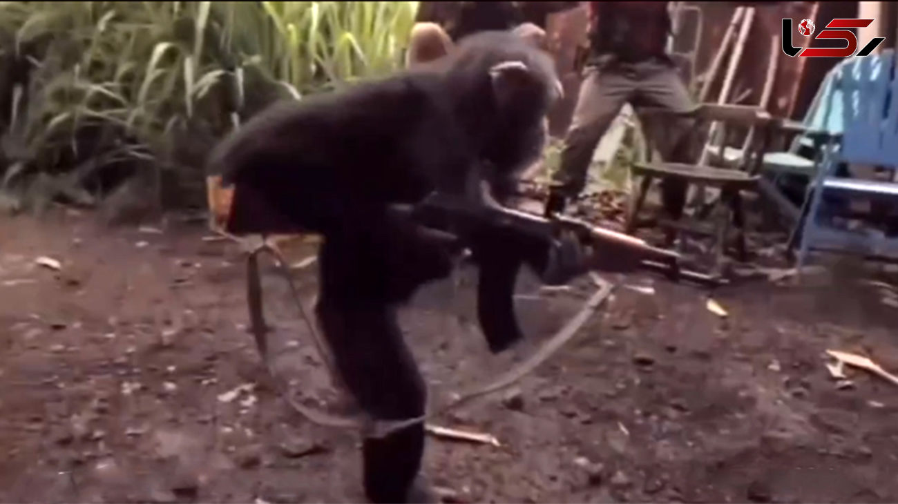 فیلم هوش پران میمون میمون / دنیای تیراندازی میمون ها را با کلاشینکف شوکه می کند