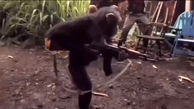 فیلم هوش پران  میمون آدم نما / شوک جهان از شلیک های میمون با کلاشینکف