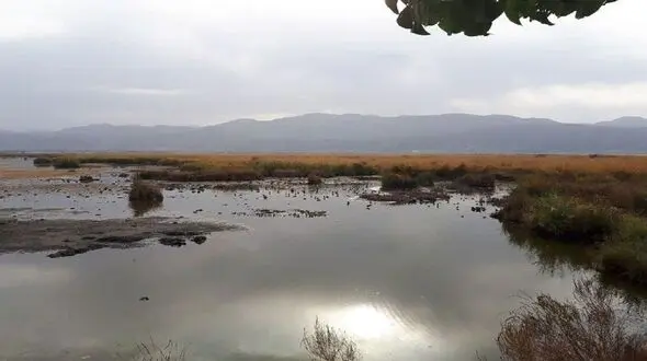 کاهش ۴۰ درصدی سطح آب دریاچه زریبار مریوان / نابودی بیش از ۲۰۰ هکتار از نیزارهای دریاچه
