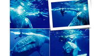لذت شنا با نهنگ غول پیکر + تصاویر 