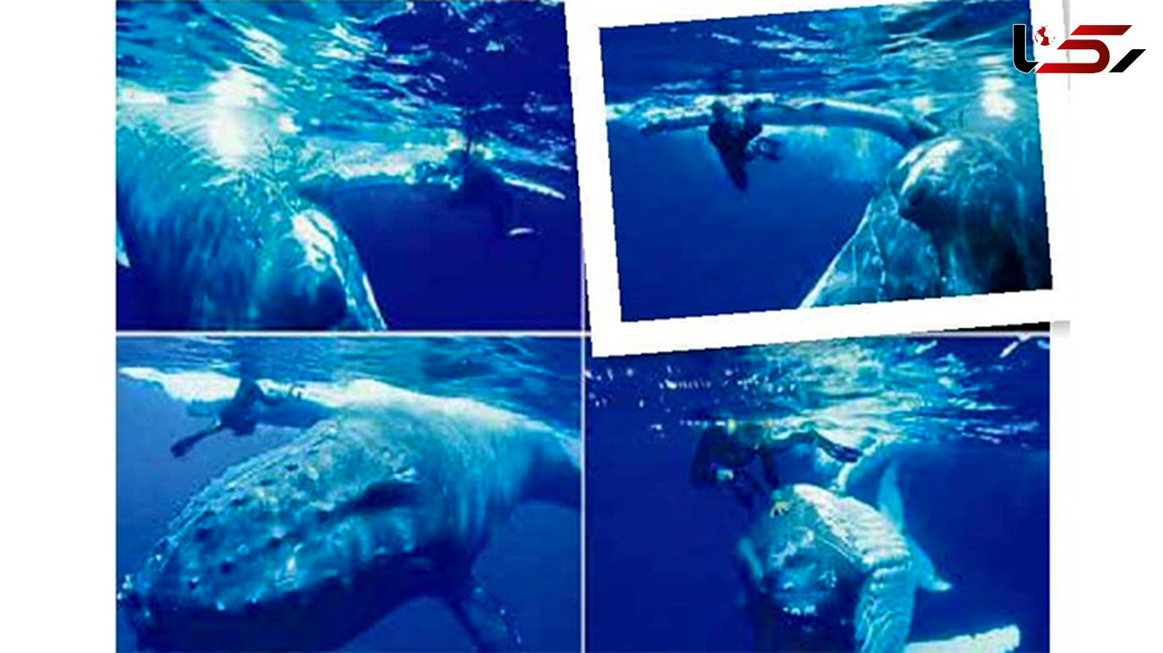 لذت شنا با نهنگ غول پیکر + تصاویر 