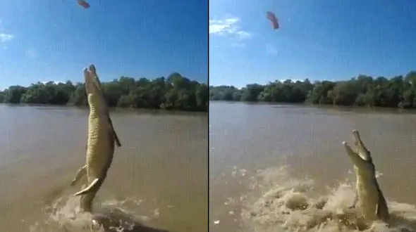 پرواز عجیب کروکدیل!+فیلم