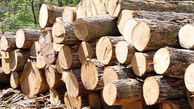 جریمه 28 میلیونی برای قاچاقچیان چوب در فومن