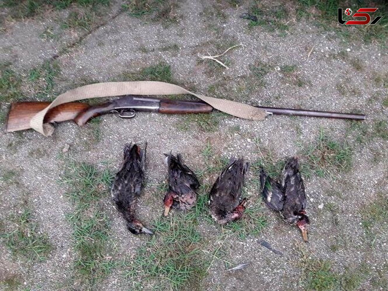 دستگیری 6 شکارچی متخلف در کهگیلویه و بویراحمد