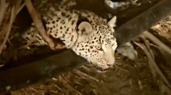 نجات یک قلاده پلنگ در فیروزکوه