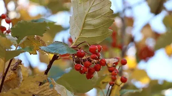 اجرای برنامه جامع حفاظت از یک گونه در معرض خطر انقراض