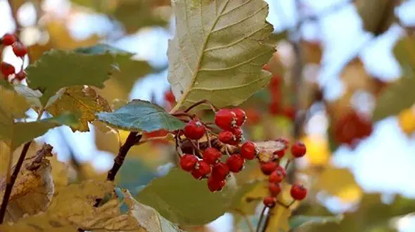 اجرای برنامه جامع حفاظت از یک گونه در معرض خطر انقراض