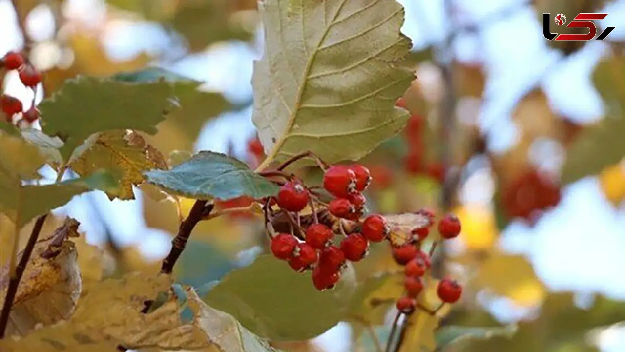 اجرای برنامه جامع حفاظت از یک گونه در معرض خطر انقراض