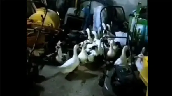 ببینید/ عملیات نجات مرغابی‌ها از سرما در مشهد + فیلم