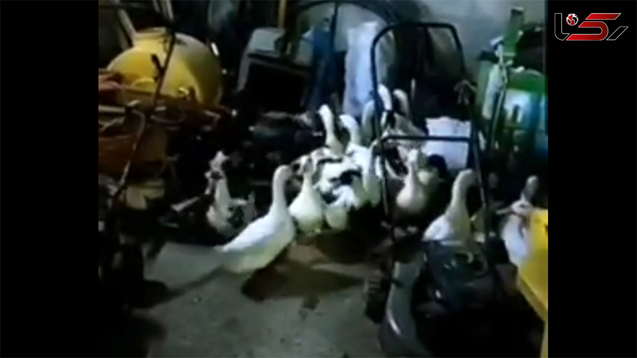 ببینید/ عملیات نجات مرغابی‌ها از سرما در مشهد + فیلم