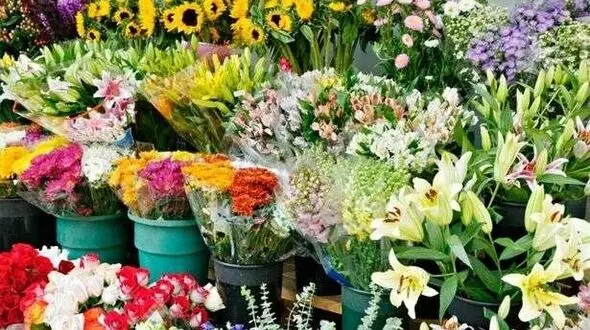 کاهش عرضه گل "سنبل"/ افزایش قیمت در آستانه نوروز