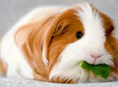دمای ایده‌ آل برای خوکچه هندی / جدول های مهم برای صاحبان این حیوان خانگی