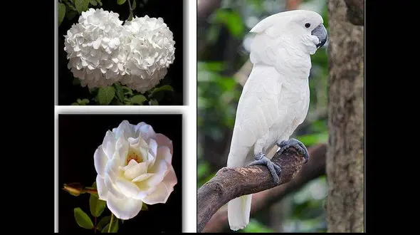 عکس هایی از طبیعت وحیوانات سفید بی نظیر 