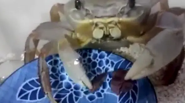 این خرچنگ مثل آدم ها غذا می خورد! + فیلم