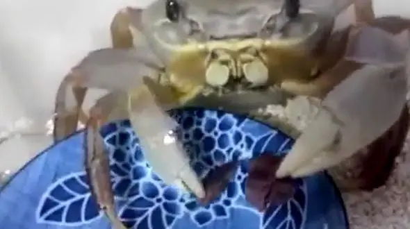 این خرچنگ مثل آدم ها غذا می خورد! + فیلم