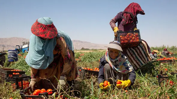  آغاز واریز یارانه نقدی کودهای فسفاته و پتاسه؛ کشاورزان استان تهران منتظر دریافت مابقی مبالغ باشند