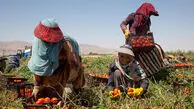عکس / خلاقیت استثنایی کشاورز تبریزی: پیوند زدن درخت گردویی که حماسه ساخت