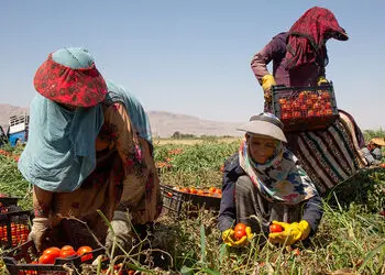 عکس / خلاقیت استثنایی کشاورز تبریزی: پیوند زدن درخت گردویی که حماسه ساخت