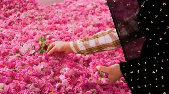 اولین باغ گل محمدی تهران در منطقه ۱۹؛ گلاب‌گیری وسط پایتخت!