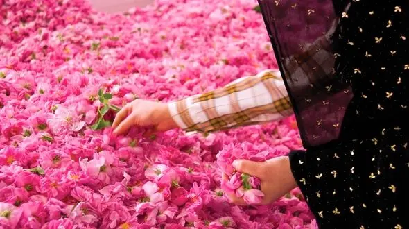 اولین باغ گل محمدی تهران در منطقه ۱۹؛ گلاب‌گیری وسط پایتخت!