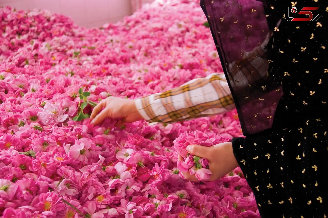 اولین باغ گل محمدی تهران در منطقه ۱۹؛ گلاب‌گیری وسط پایتخت!