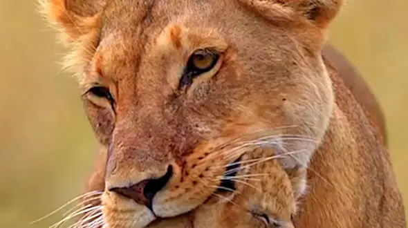 از صحنه‌های زیبا از حیات وحش تا تمساح شکار شده توسط پلنگ