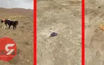 این 2 سگ ابراهیم کوچولو را 40 دقیقه زنده زنده خوردند + فیلم