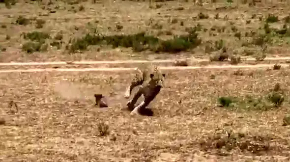 فیلم حمله شجاعانه مادر گراز به پلنگ شکارچی