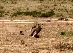 فیلم حمله شجاعانه مادر گراز به پلنگ شکارچی