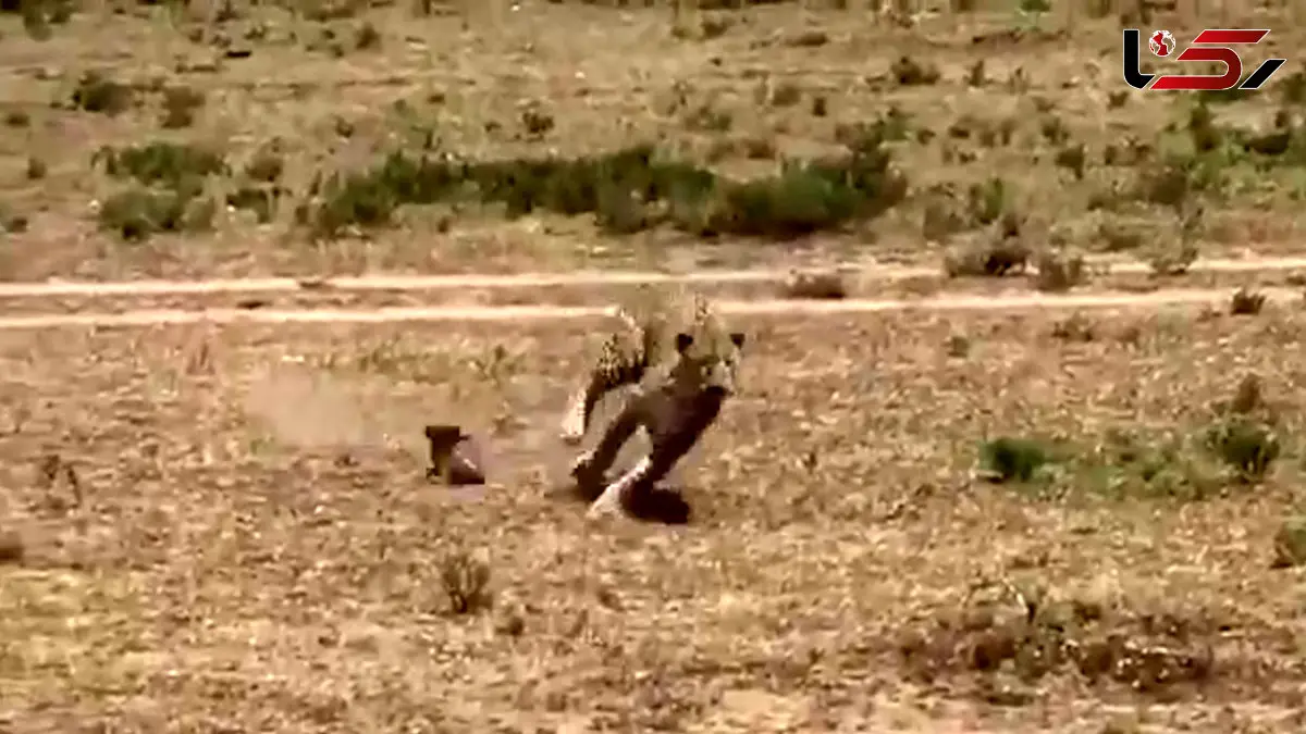 فیلم حمله شجاعانه مادر گراز به پلنگ شکارچی