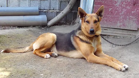 واکنش داور تلویزیونی به حضور سگ در رسانه ملی + فیلم