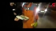 غافلگیر شدن پاکبان گیلانی در روز تولدش +فیلم 