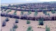 برای مقابله با ریز گرد ها 120 هزار هکتار از زمین های خوزستان بیابان زدایی می شود 