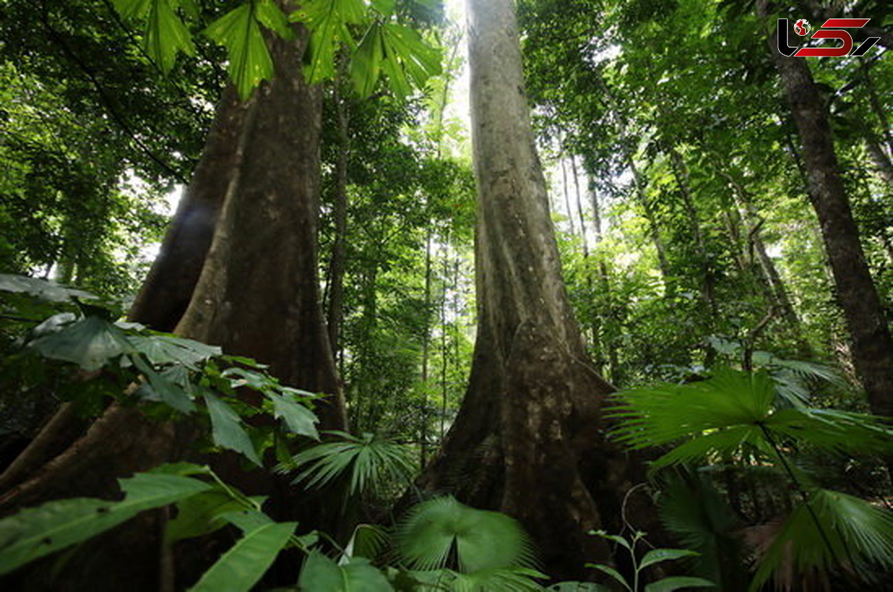 حفظ جنگل های بکر برای تداوم زندگی بشر