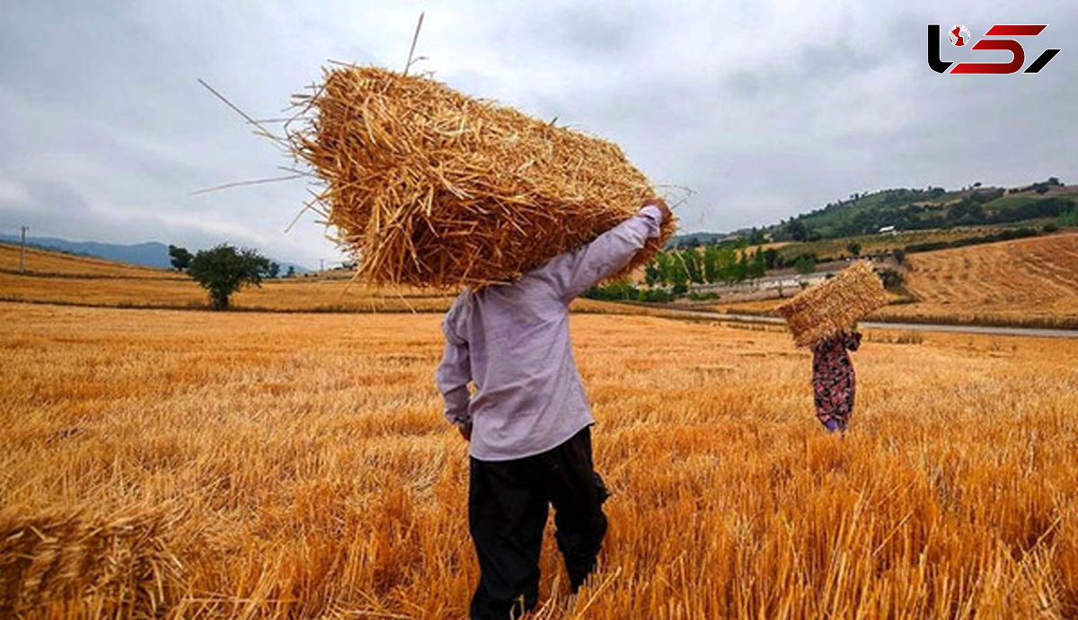 بیش از ۸ هزار تُن گندم در خراسان رضوی خریداری شد