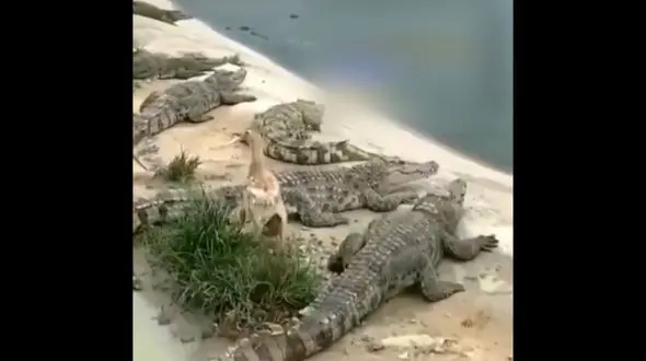 یک اردک شجاع تمساح ها را سر کار گذاشت + فیلم 