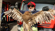 آتش نشانان مهاباد 40 پرنده و حیوان وحشی را نجات دادند