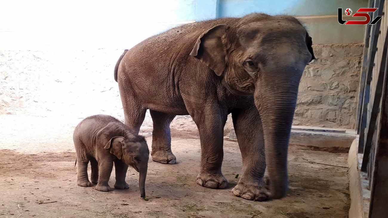 بچه فیل پارک ارم ٩٠ کیلو شد/ آخرین وضعیت مایسا بچه فیل ایرانی در باغ وحش تهران+عکس