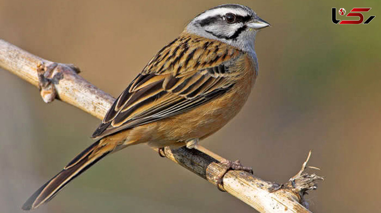 مشاهده دو گونه پرنده برای اولین بار در طبیعت بوشهر+ عکس