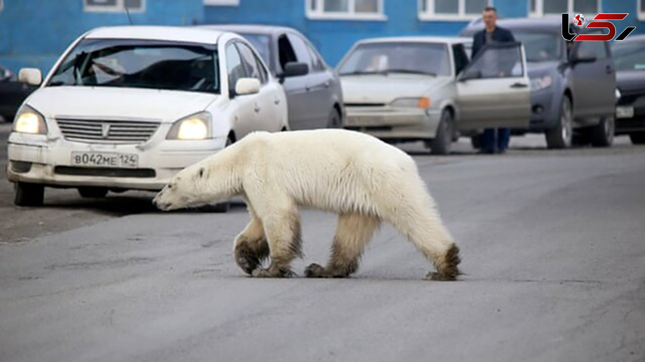 وحشت مردم از گشت و گذار یک خرس در خیابان های شهر+ عکس