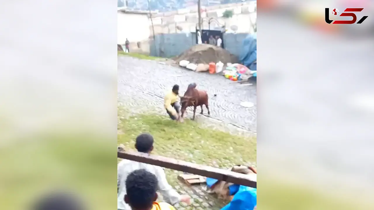 فیلم حمله گاو خشمگین به مرد هندو در خیابان