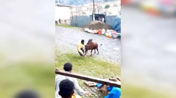 فیلم حمله گاو خشمگین به مرد هندو در خیابان