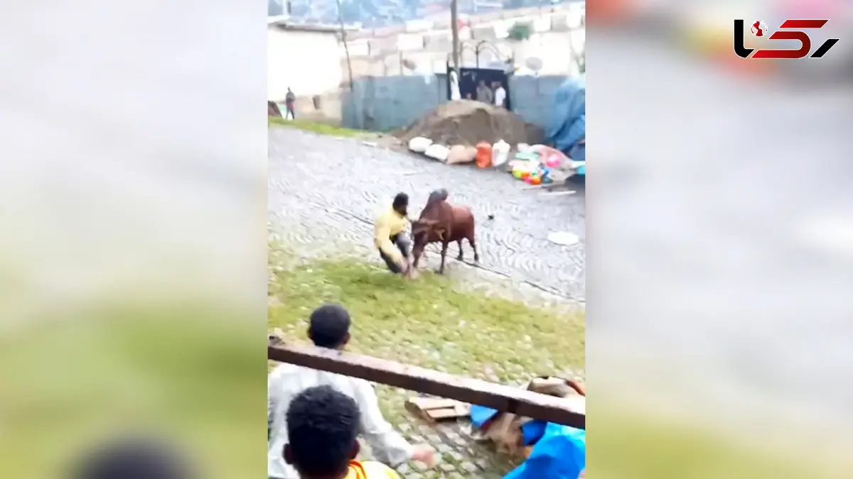 فیلم حمله گاو خشمگین به مرد هندو در خیابان