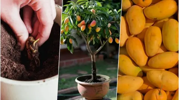 کاشت هسته انبه در گلدان: آموزش کامل همراه با نکات نگهداری