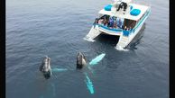 2 نهنگ یک قایق گردشگری را دزدیدند! + عکس باورنکردنی